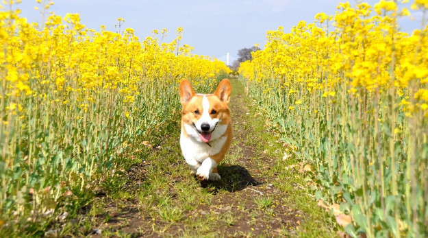 dog26