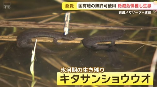 【大阪】日本エコロジー　釧路湿原の国有地を無許可で使用→絶滅危惧種のキタサンショウウオが多数犠牲になる