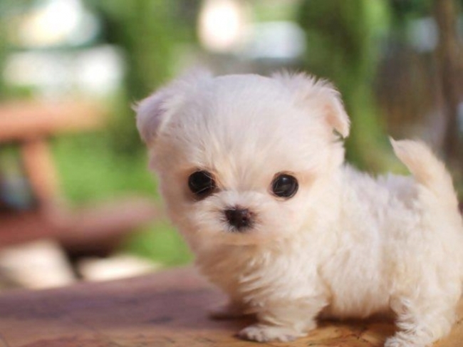 dog15