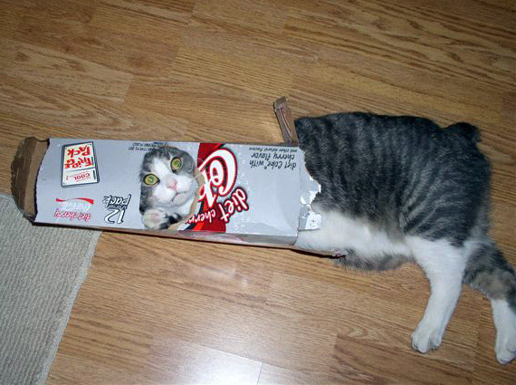 cat22