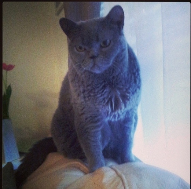 enhanced-buzz-30366-1396025868-12