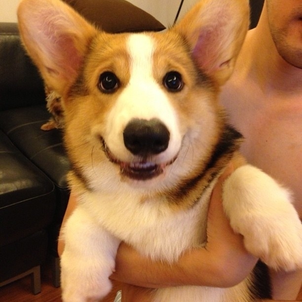 dog01