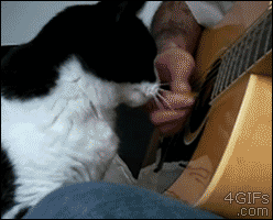 cat07