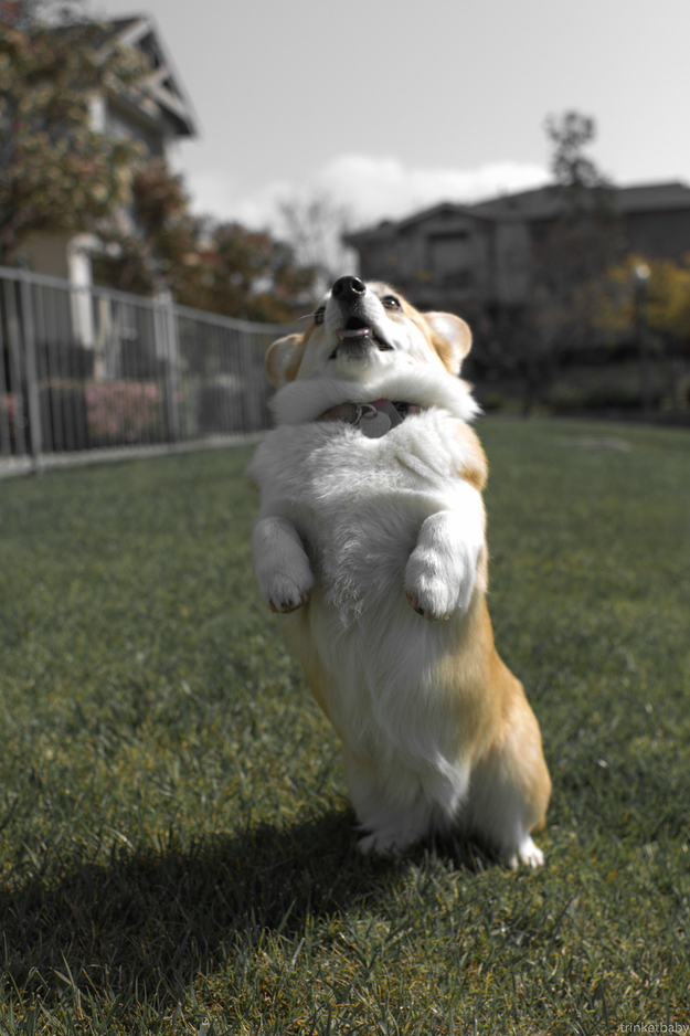 dog13