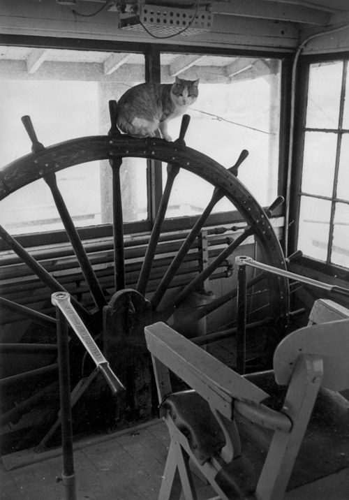cat21