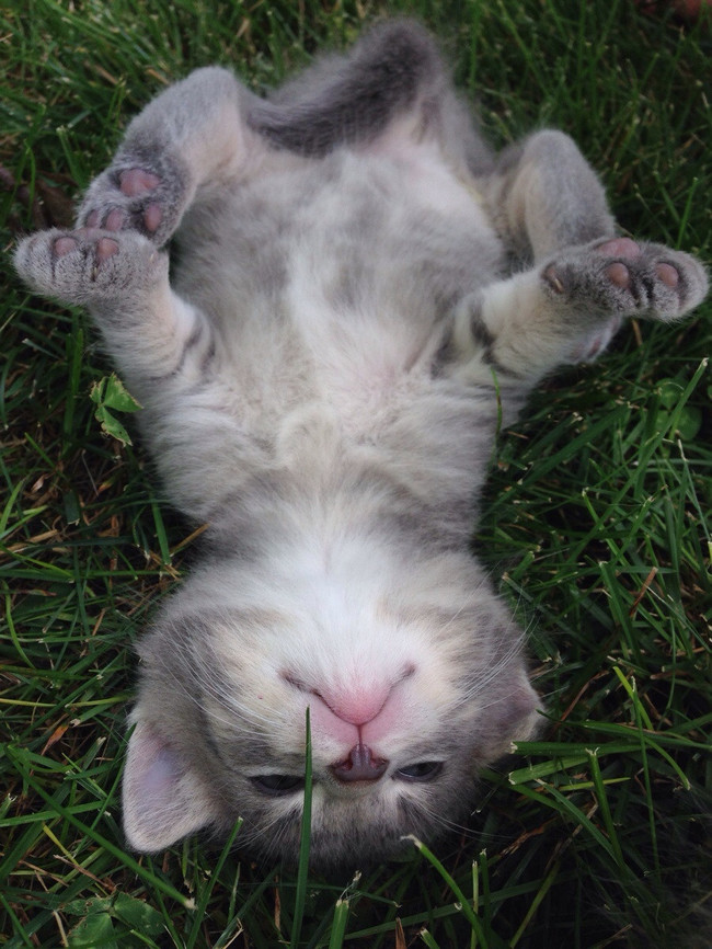 cat15