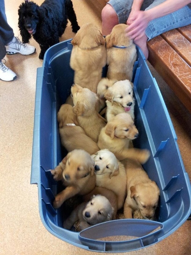 puppie00