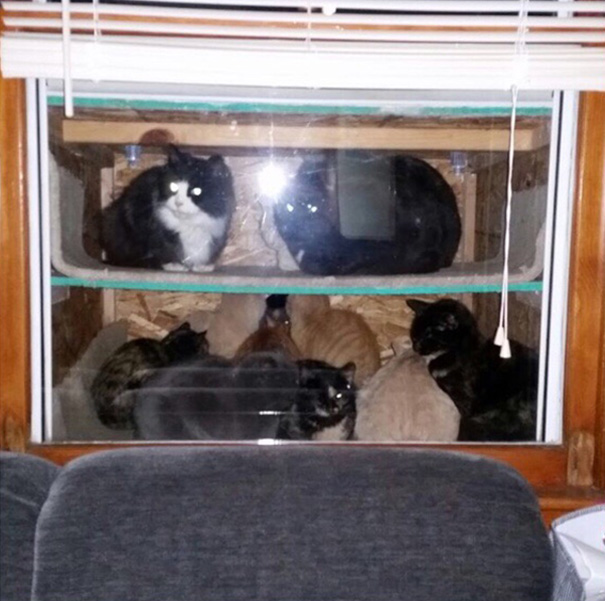 cat2