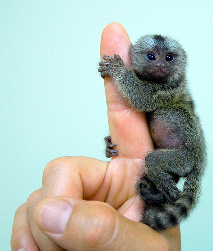 Tiny-Pygmy-Marmoset