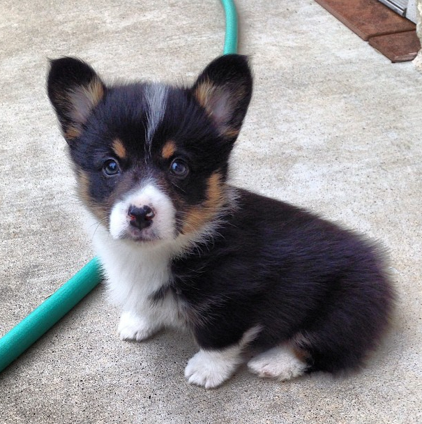 dog21