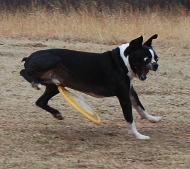 dog02