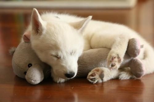 puppy14