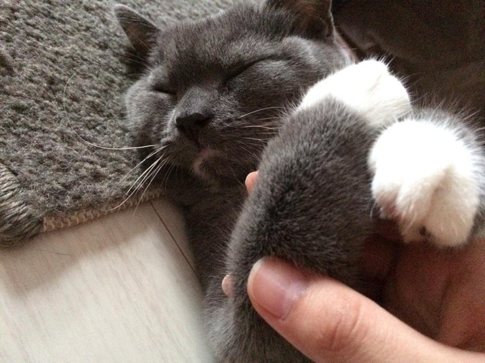 neko2