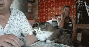 cat16