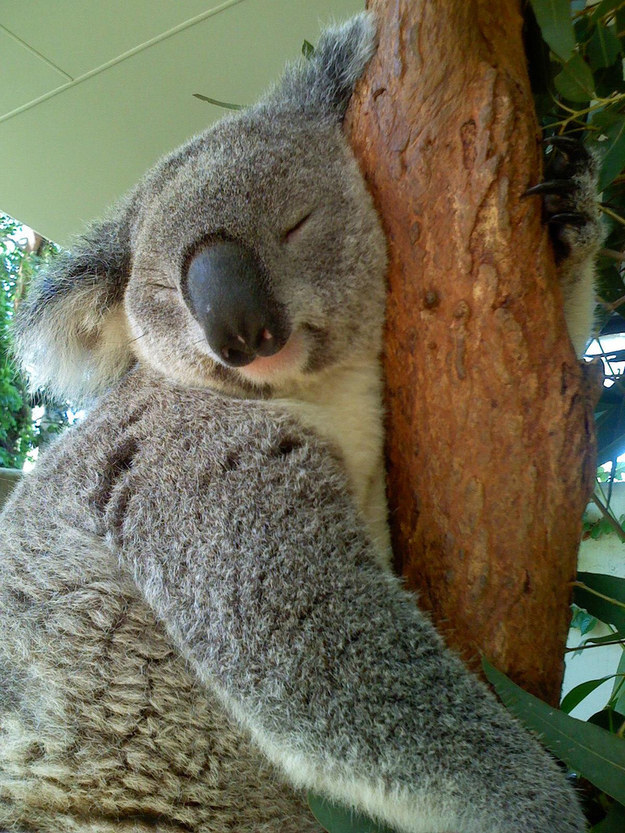 koala00