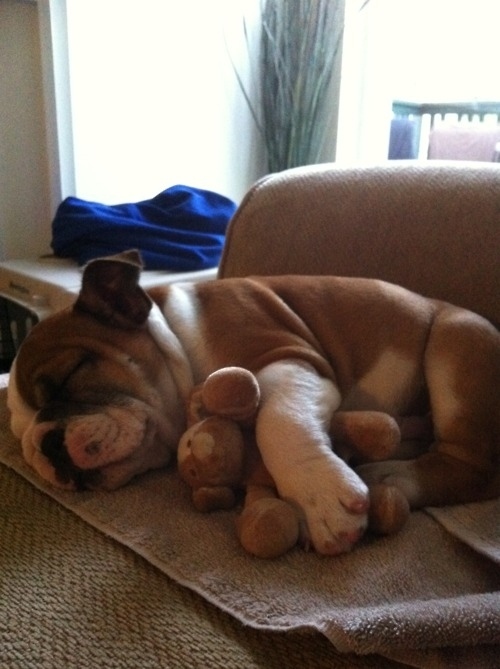puppy12