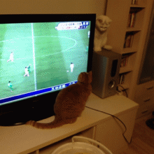 cat13