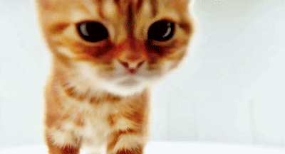 cat09