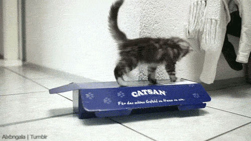cat28