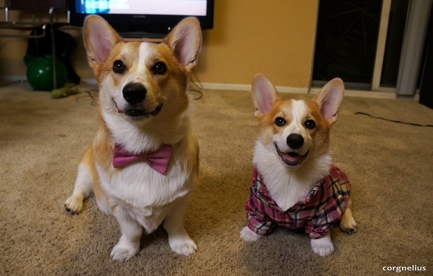 dog25