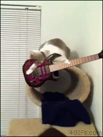 cat2