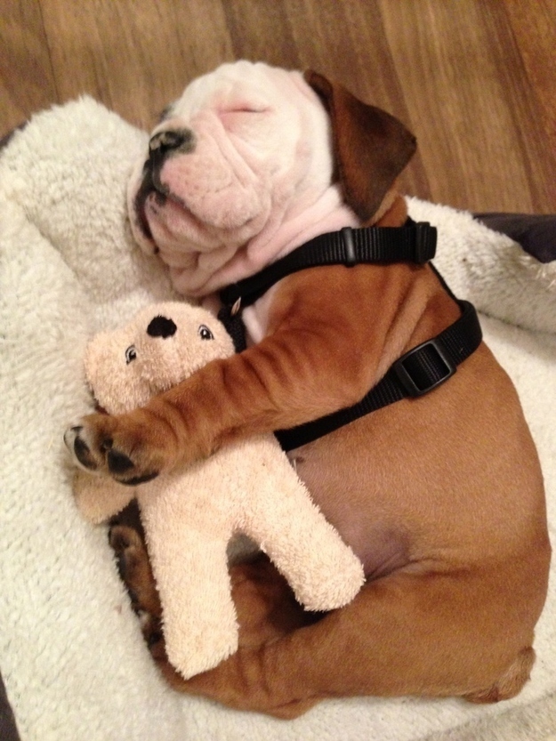 puppy19