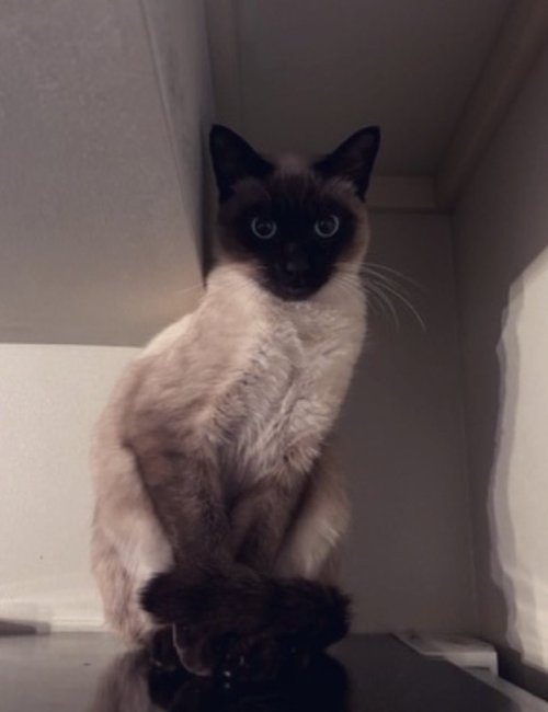 ワイ、小柄な猫を引き取るｗｗｗｗ