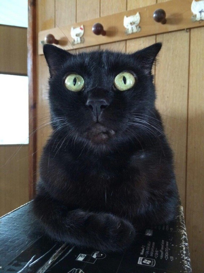 kuro06