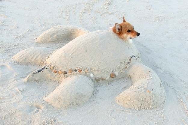 dog29