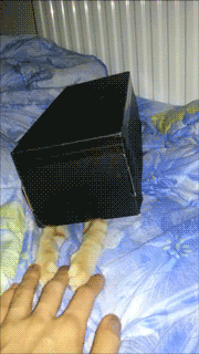 cat27