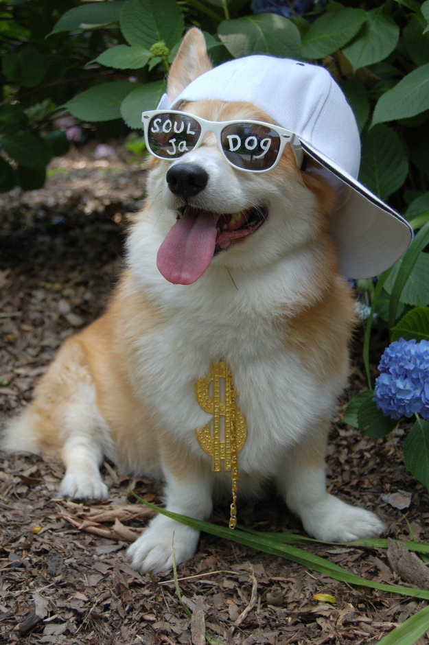 dog10