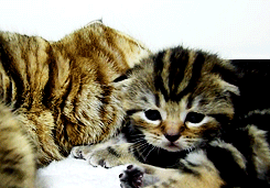 cat17