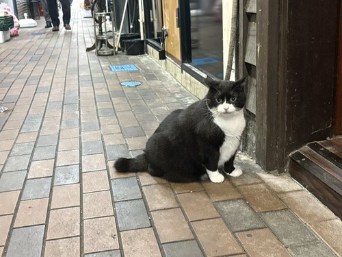 仙台にいる地域猫・ウラくん　イケメンかわいいと話題に