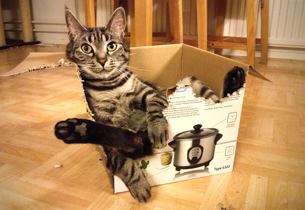 cat13