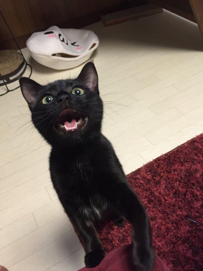 kuro18