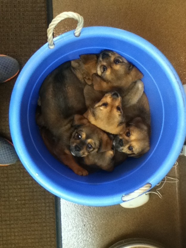 puppie11