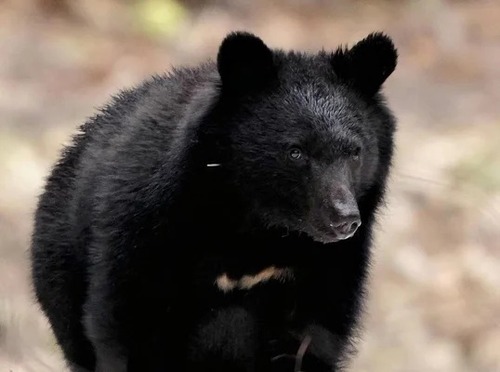 【クマとの多文化共生社会】秋田県　出勤するのも命がけになる