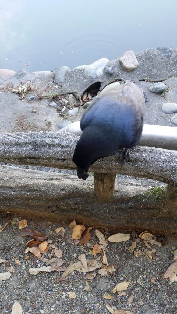 crow2