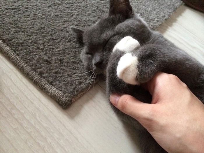 neko3