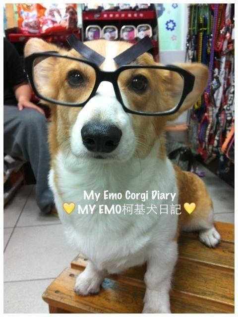 dog20