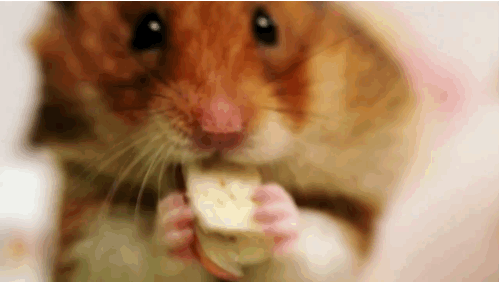 ham4