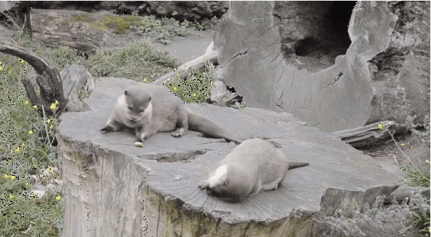 頑張れ日本のボトムエンド 獺 カワウソ のお手玉スキルはかなりのもの 頑張れ日本のボトムエンド 獺 カワウソ のお手玉スキルはかなりのもの