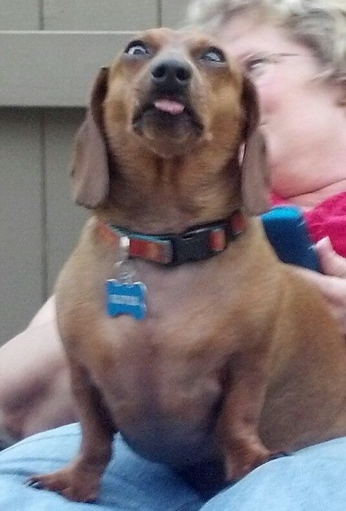 dog17