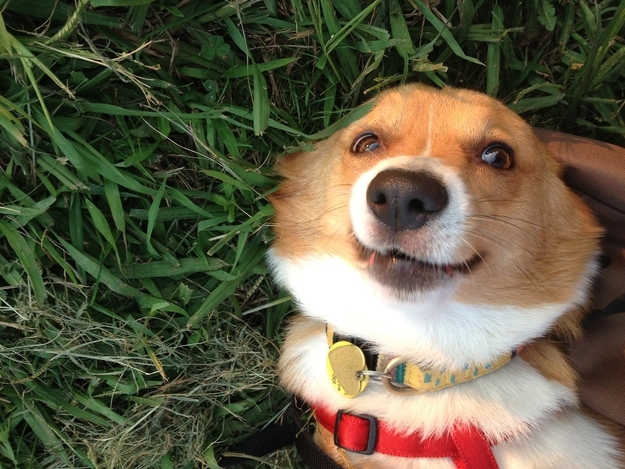 dog31
