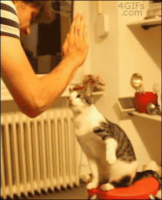 cat10