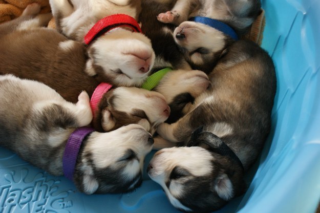 puppie10