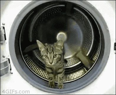 cat11