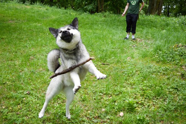 dog14