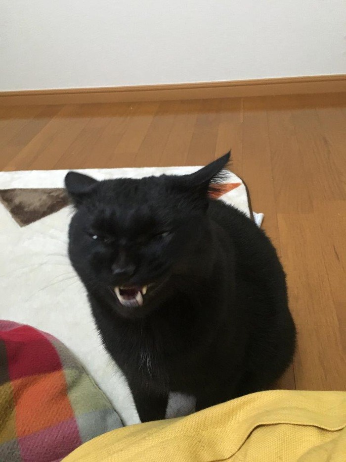 kuro36