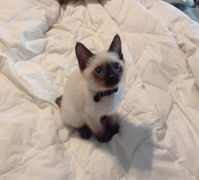 cat00